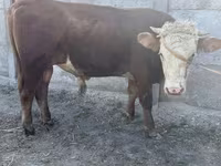 Dibi, Kazakh White-headed cow — sawirka 1