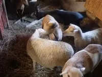 Schaf, Cameroon sheep — Foto 1