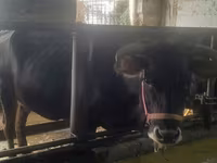 Krava, Skot — foto 6