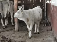 Krava, Maďarské šedé plemeno — foto 2