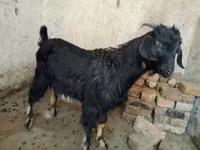 Теке, Nubian Goat — 3-сурет