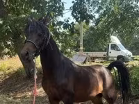 Kuda jantan, Horses — foto 4