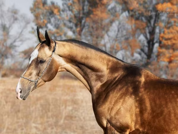 Kuda jantan, Akhal-Teke