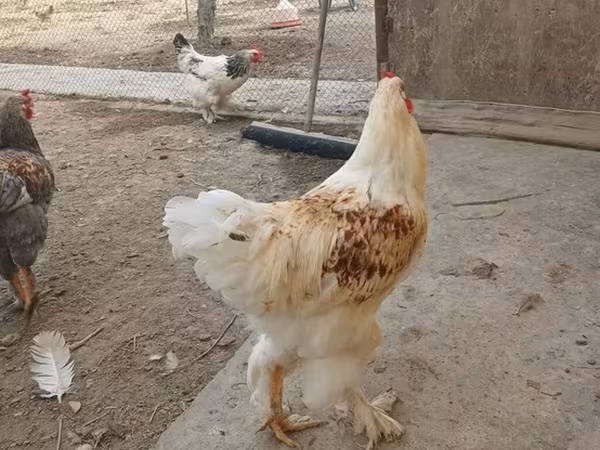 Brahma