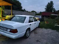 Widder, Schafe — Foto 2