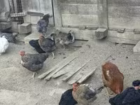 Chickens — ፎቶ 1