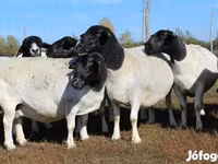 Kambing jantan, Dorper sheep — foto 4