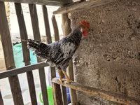 Chickens — عکس 3