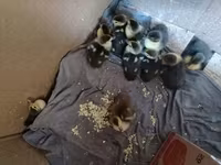 Ducks — عکس 1