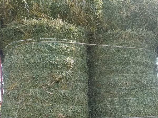 сено люцерна жоношка урлон сатамын