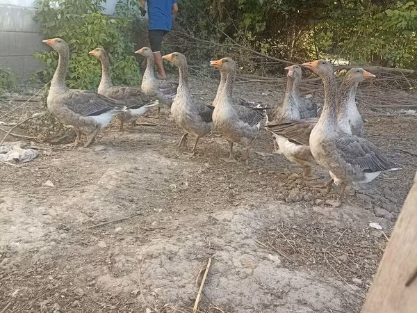 Geese — Kyrgyzstan