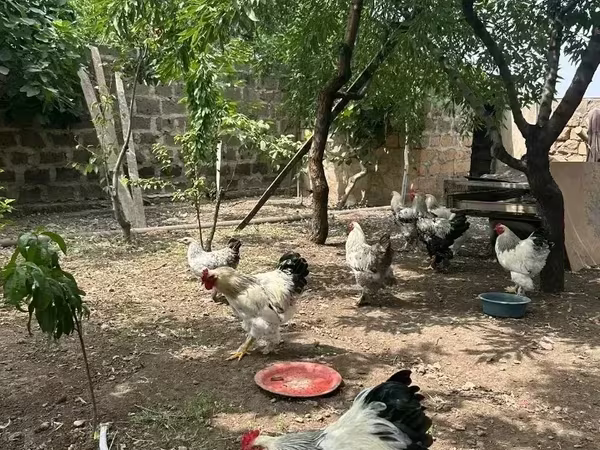Brahma — Armenia