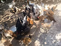 Chickens — عکس 1