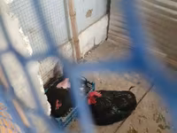 Chickens — 2 зураг