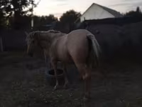 Stute, Palomino — Foto 1
