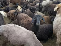 Montone, Pecore — foto 8