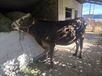 Tehén, Swiss cattle — 5. fotó