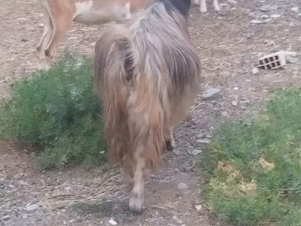 Kambing (lot, jantina tidak dinyatakan), Goats