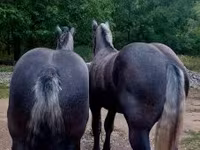 Hingst, Percheron — foto 2