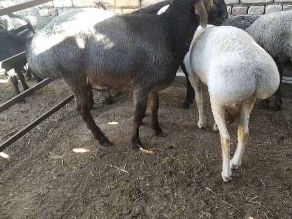 Carnero, Ovejas