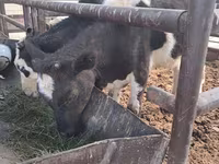 Lembu betina, Cattle — foto 2