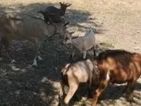 Kambing jantan, Goats — foto 1