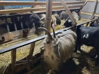 Kambing betina, Goats — foto 5