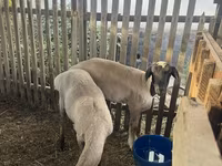 Vædder, Edilbay sheep — foto 2