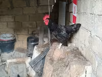 Chickens — عکس 7