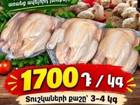 Տնական Բրոլեռ հավեր — фото 1