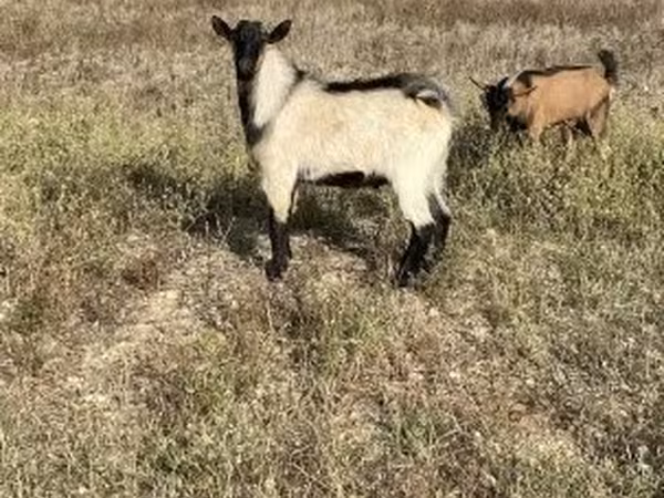 Kozel, Alpine goat