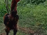 Chickens — foto 2