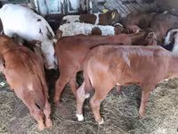 โคเนื้อ (เป็นล็อต, ไม่ระบุเพศ), Simmental cattle — รูปภาพ 6