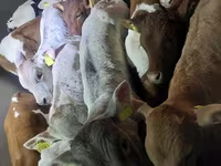 گاو نر, Simmental cattle — عکس 4