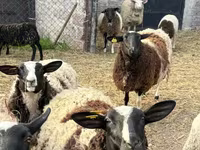 Carnero, Dorper sheep — foto 3