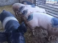 Varkens (partij, geslacht niet gespecificeerd), Varkens — foto 1