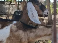 பெண் வெள்ளாடு, Nubian Goat — புகைப்படம் 1