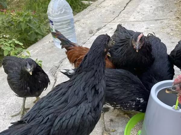 Chickens