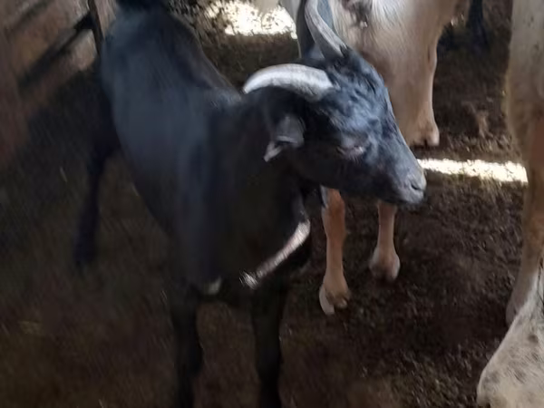 Τράγος, Murcia-Granada goats