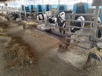 Tyre, Swiss cattle — foto 6