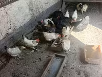 Chickens — ፎቶ 3