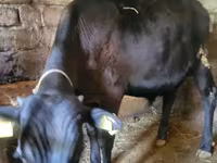 Bull, Cattle — photo 6