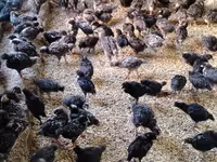 Chickens — 写真 2