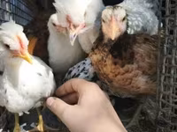 Chickens — photo 6