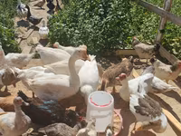 Geese — zdjęcie 1