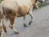 گاو ماده, نژاد آلتائو — عکس 1