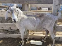 Koza, Saanen goat — zdjęcie 2
