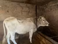 Vaca, Ganado vacuno — foto 2
