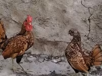 Bantam — Foto 3