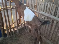بز ماده, Nubian Goat — عکس 7